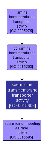 GO:0015606 - spermidine transmembrane transporter activity (interactive image map)