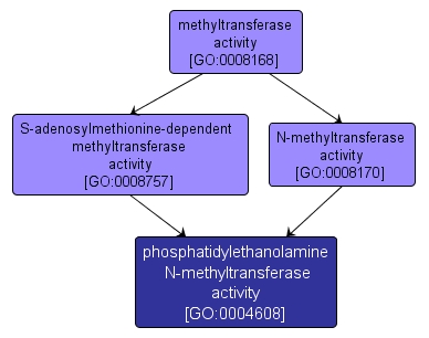 GO:0004608 - phosphatidylethanolamine N-methyltransferase activity (interactive image map)