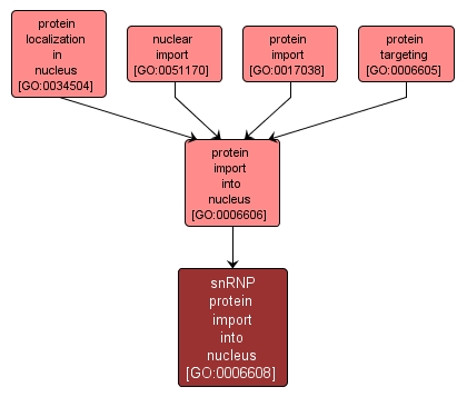 GO:0006608 - snRNP protein import into nucleus (interactive image map)