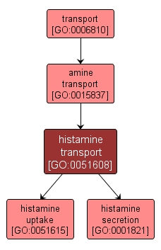 GO:0051608 - histamine transport (interactive image map)