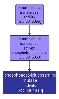 GO:0004610 - phosphoacetylglucosamine mutase activity (interactive image map)