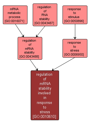 GO:0010610 - regulation of mRNA stability involved in response to stress (interactive image map)