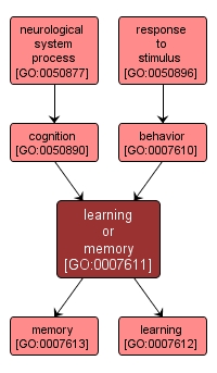 GO:0007611 - learning or memory (interactive image map)