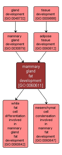 GO:0060611 - mammary gland fat development (interactive image map)