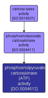 GO:0004612 - phosphoenolpyruvate carboxykinase (ATP) activity (interactive image map)