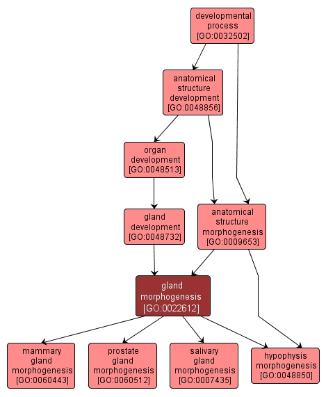 GO:0022612 - gland morphogenesis (interactive image map)