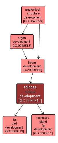 GO:0060612 - adipose tissue development (interactive image map)