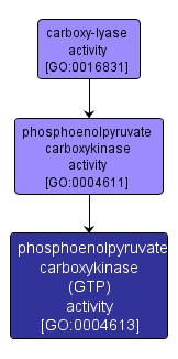 GO:0004613 - phosphoenolpyruvate carboxykinase (GTP) activity (interactive image map)