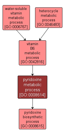 GO:0008614 - pyridoxine metabolic process (interactive image map)