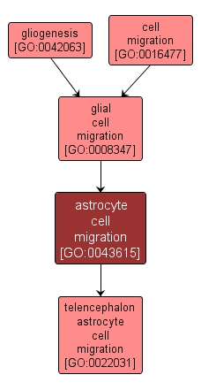 GO:0043615 - astrocyte cell migration (interactive image map)