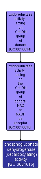 GO:0004616 - phosphogluconate dehydrogenase (decarboxylating) activity (interactive image map)