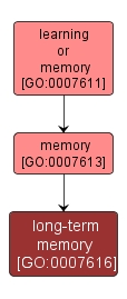 GO:0007616 - long-term memory (interactive image map)