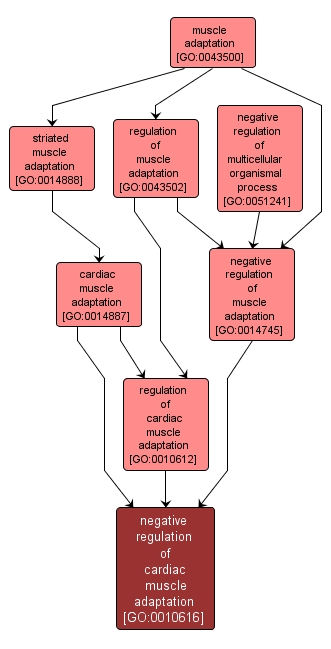 GO:0010616 - negative regulation of cardiac muscle adaptation (interactive image map)