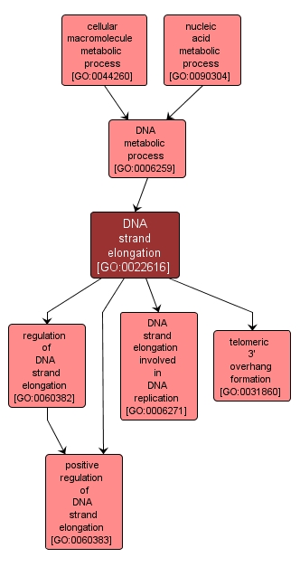 GO:0022616 - DNA strand elongation (interactive image map)