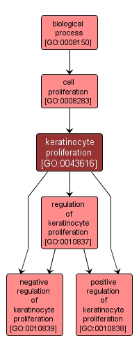 GO:0043616 - keratinocyte proliferation (interactive image map)