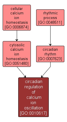 GO:0010617 - circadian regulation of calcium ion oscillation (interactive image map)