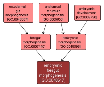 GO:0048617 - embryonic foregut morphogenesis (interactive image map)