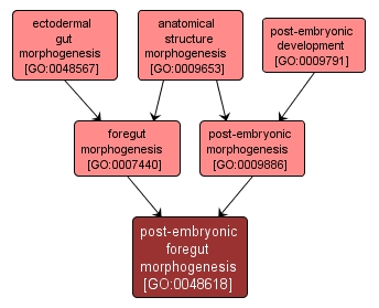 GO:0048618 - post-embryonic foregut morphogenesis (interactive image map)