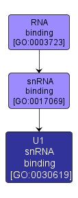 GO:0030619 - U1 snRNA binding (interactive image map)