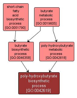 GO:0042619 - poly-hydroxybutyrate biosynthetic process (interactive image map)