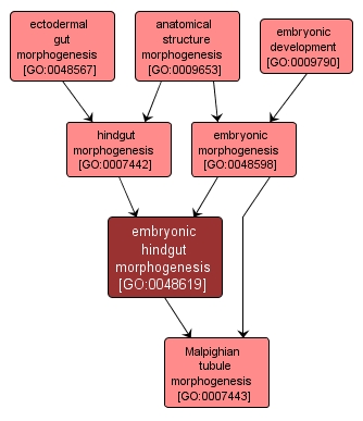 GO:0048619 - embryonic hindgut morphogenesis (interactive image map)