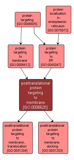 GO:0006620 - posttranslational protein targeting to membrane (interactive image map)