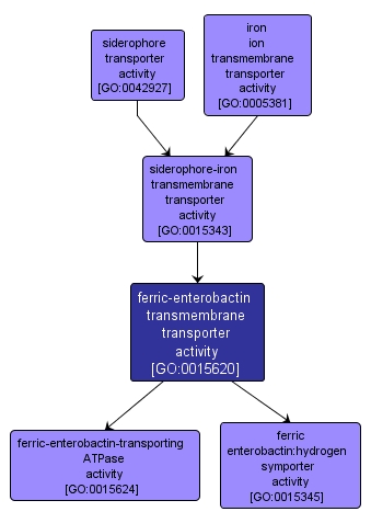 GO:0015620 - ferric-enterobactin transmembrane transporter activity (interactive image map)