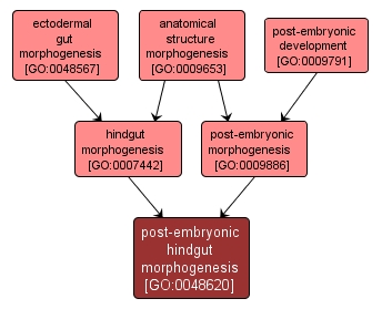 GO:0048620 - post-embryonic hindgut morphogenesis (interactive image map)
