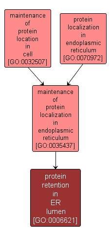 GO:0006621 - protein retention in ER lumen (interactive image map)