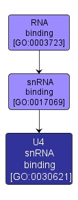 GO:0030621 - U4 snRNA binding (interactive image map)