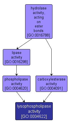 GO:0004622 - lysophospholipase activity (interactive image map)