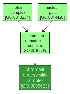 GO:0008623 - chromatin accessibility complex (interactive image map)