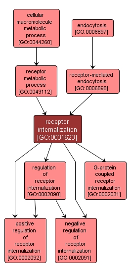 GO:0031623 - receptor internalization (interactive image map)