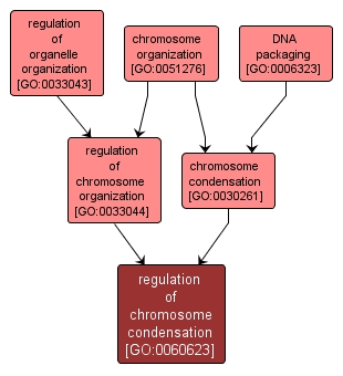 GO:0060623 - regulation of chromosome condensation (interactive image map)