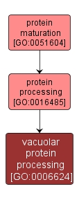GO:0006624 - vacuolar protein processing (interactive image map)
