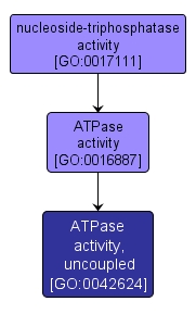GO:0042624 - ATPase activity, uncoupled (interactive image map)