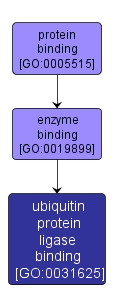 GO:0031625 - ubiquitin protein ligase binding (interactive image map)
