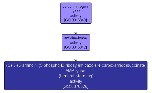 GO:0070626 - (S)-2-(5-amino-1-(5-phospho-D-ribosyl)imidazole-4-carboxamido)succinate AMP-lyase (fumarate-forming) activity (interactive image map)