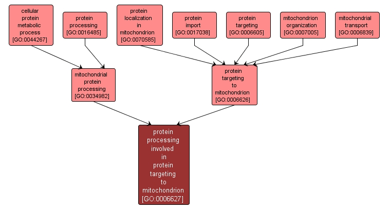 GO:0006627 - protein processing involved in protein targeting to mitochondrion (interactive image map)
