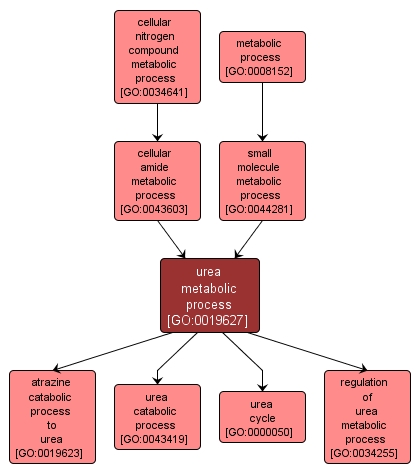 GO:0019627 - urea metabolic process (interactive image map)