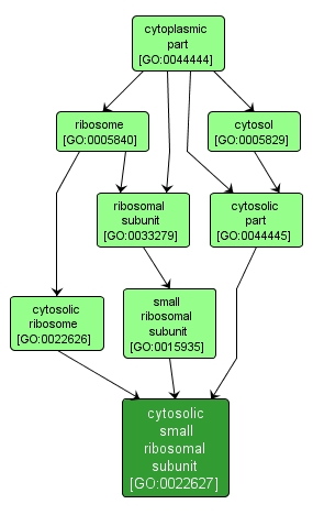 GO:0022627 - cytosolic small ribosomal subunit (interactive image map)