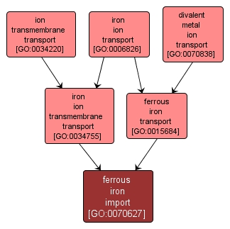 GO:0070627 - ferrous iron import (interactive image map)