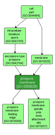GO:0005628 - prospore membrane (interactive image map)