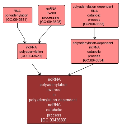 GO:0043630 - ncRNA polyadenylation involved in polyadenylation-dependent ncRNA catabolic process (interactive image map)