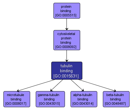 GO:0015631 - tubulin binding (interactive image map)