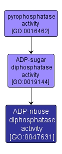 GO:0047631 - ADP-ribose diphosphatase activity (interactive image map)