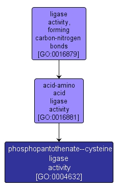 GO:0004632 - phosphopantothenate--cysteine ligase activity (interactive image map)