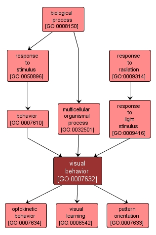 GO:0007632 - visual behavior (interactive image map)