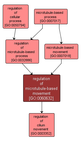 GO:0060632 - regulation of microtubule-based movement (interactive image map)