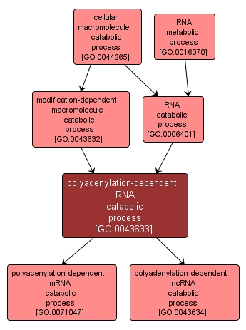GO:0043633 - polyadenylation-dependent RNA catabolic process (interactive image map)